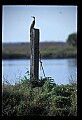10665-00177-Pelicans, Cormorants and Anhingas-Anhinga.jpg
