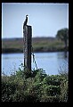 10665-00178-Pelicans, Cormorants and Anhingas-Anhinga.jpg