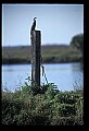 10665-00179-Pelicans, Cormorants and Anhingas-Anhinga.jpg