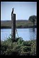 10665-00180-Pelicans, Cormorants and Anhingas-Anhinga.jpg