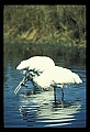 10669-00003-Wood Stork.jpg