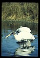 10669-00005-Wood Stork.jpg