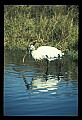 10669-00006-Wood Stork.jpg