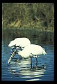 10669-00007-Wood Stork.jpg