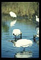 10669-00009-Wood Stork.jpg