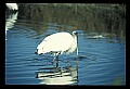 10669-00010-Wood Stork.jpg