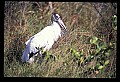 10669-00012-Wood Stork.jpg