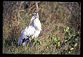 10669-00013-Wood Stork.jpg