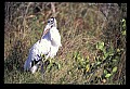 10669-00014-Wood Stork.jpg