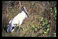 10669-00017-Wood Stork.jpg