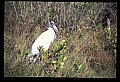 10669-00018-Wood Stork.jpg