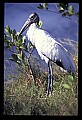 10669-00021-Wood Stork.jpg