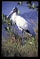 10669-00022-Wood Stork.jpg