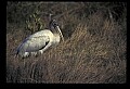 10669-00027-Wood Stork.jpg