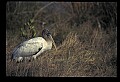 10669-00028-Wood Stork.jpg