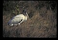 10669-00031-Wood Stork.jpg