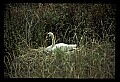 10670-00001-Mute Swan.jpg