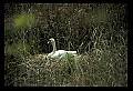 10670-00007-Mute Swan.jpg