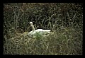 10670-00008-Mute Swan.jpg
