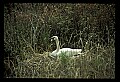 10670-00009-Mute Swan.jpg