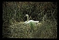 10670-00010-Mute Swan.jpg