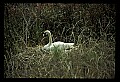 10670-00012-Mute Swan.jpg