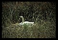 10670-00013-Mute Swan.jpg