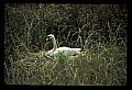 10670-00015-Mute Swan.jpg