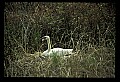 10670-00016-Mute Swan.jpg