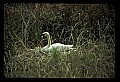 10670-00018-Mute Swan.jpg