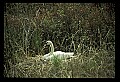 10670-00020-Mute Swan.jpg