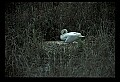 10670-00035-Mute Swan.jpg