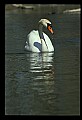 10670-00037-Mute Swan.jpg