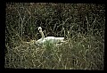 10670-00038-Mute Swan.jpg