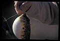 10800-00003-Fish-Pufferfish or Blowfish.jpg