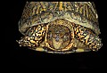 10801-00004-Turtles and Tortoises, Eastern Box Turtle.jpg