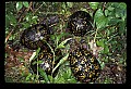 10801-00011-Turtles and Tortoises, Eastern Box Turtle.jpg
