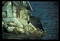 10801-00012-Turtles and Tortoises, Florida Cooter, Chrysemys floridana.jpg