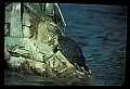 10801-00013-Turtles and Tortoises, Florida Cooter, Chrysemys floridana.jpg