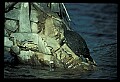 10801-00014-Turtles and Tortoises, Florida Cooter, Chrysemys floridana.jpg