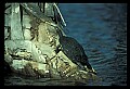 10801-00015-Turtles and Tortoises, Florida Cooter, Chrysemys floridana.jpg