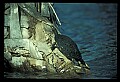10801-00016-Turtles and Tortoises, Florida Cooter, Chrysemys floridana.jpg