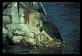 10801-00017-Turtles and Tortoises, Florida Cooter, Chrysemys floridana.jpg