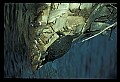 10801-00018-Turtles and Tortoises, Florida Cooter, Chrysemys floridana.jpg