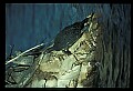 10801-00019-Turtles and Tortoises, Florida Cooter, Chrysemys floridana.jpg