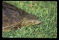 10801-00021-Turtles and Tortoises, Eastern Spiny Softshell Turtle.jpg