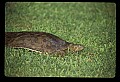 10801-00022-Turtles and Tortoises, Eastern Spiny Softshell Turtle.jpg