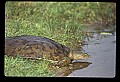10801-00023-Turtles and Tortoises, Eastern Spiny Softshell Turtle.jpg