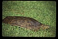 10801-00024-Turtles and Tortoises, Eastern Spiny Softshell Turtle.jpg