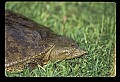 10801-00025-Turtles and Tortoises, Eastern Spiny Softshell Turtle.jpg